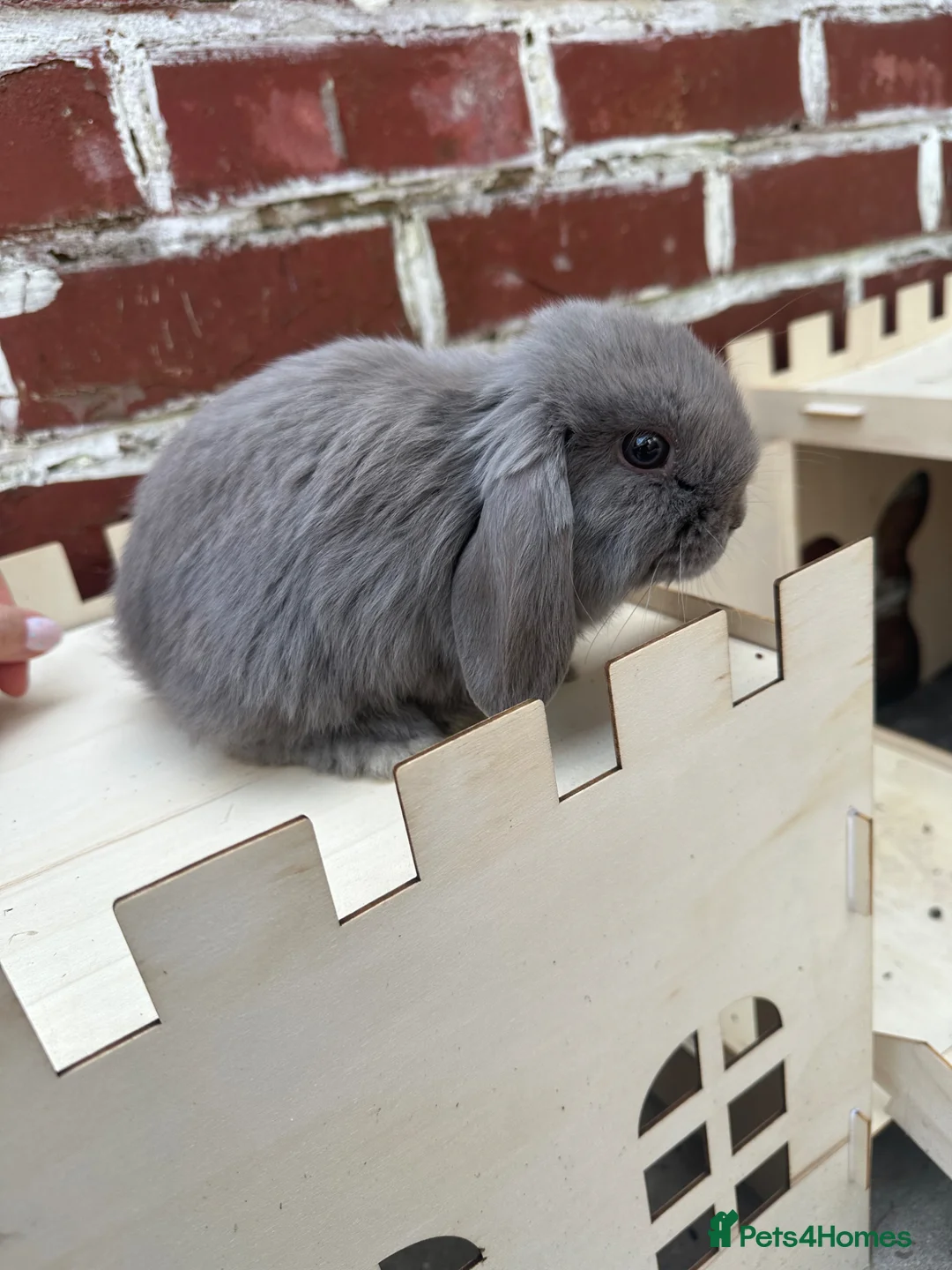 Mini Lop rabbits for sale: Male mini lop for sale  - Advert 1