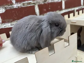 Mini Lop rabbits Male mini lop for sale - Advert 2