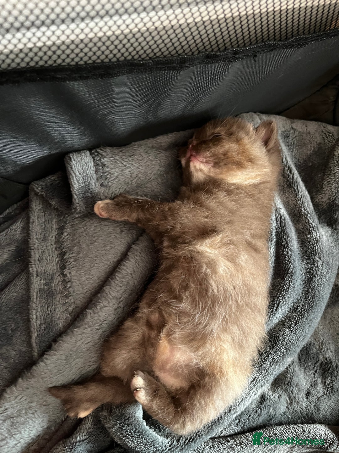 British Shorthair cats for sale: Beautiful pedigree bsh kittens  - Image 13