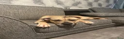 Mixed Breed dogs for sale: Female Mix Breed Mastiff  - Advert 3