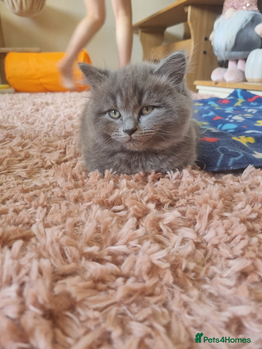 British Shorthair cats for sale: BEAUTIFUL BRITISH LONGHAIR/SHORTHAIR KITTENS - Image 5