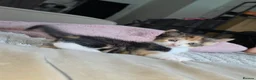 Mixed Breed cats for sale: Calico babies - Advert 3