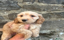 Cockapoo dogs for sale: BEAUTIFULL F1 COCKAPOOS - Image 15