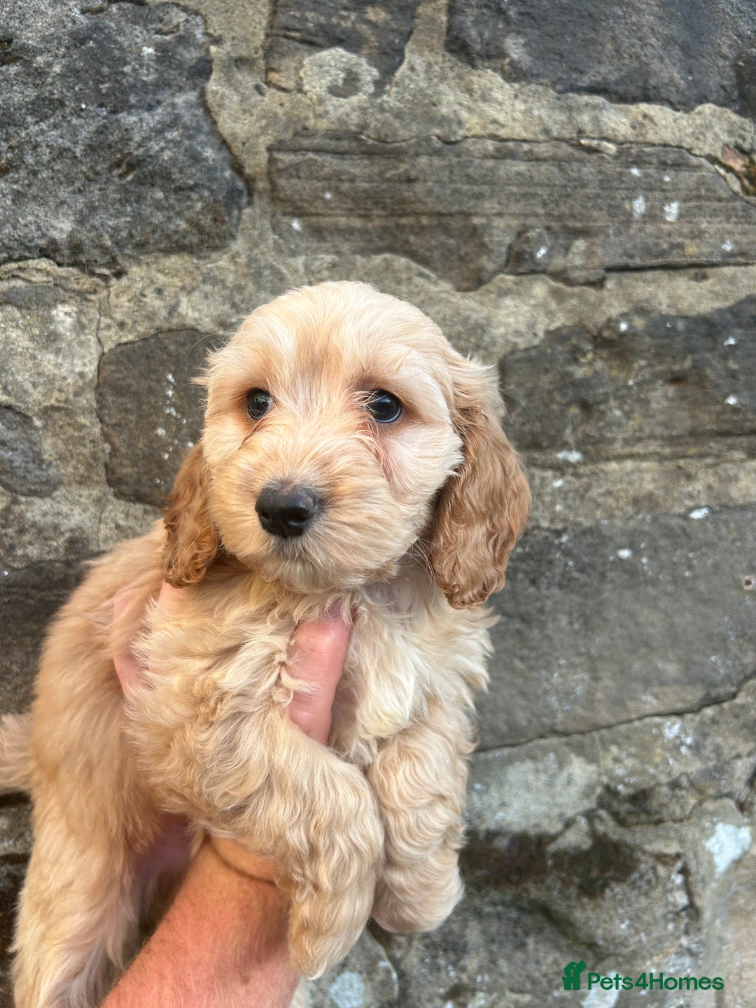 Cockapoo dogs for sale: BEAUTIFULL F1 COCKAPOOS - Image 15