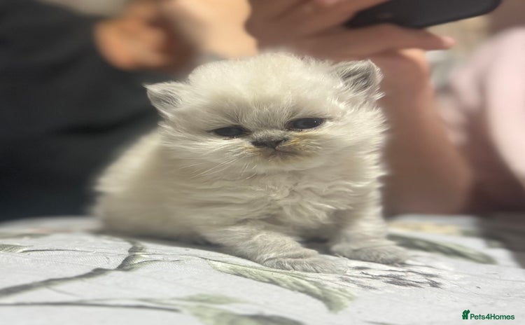 Himalayan cats - Advert 3