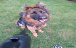 German Shepherd dogs for sale: Beautiful German Shepard bitch  - Image 6