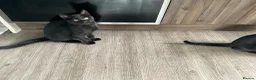 Mixed Breed cats for sale:  Kitten Born on  ** ’s Day ❤️ in Leeds - Advert 2