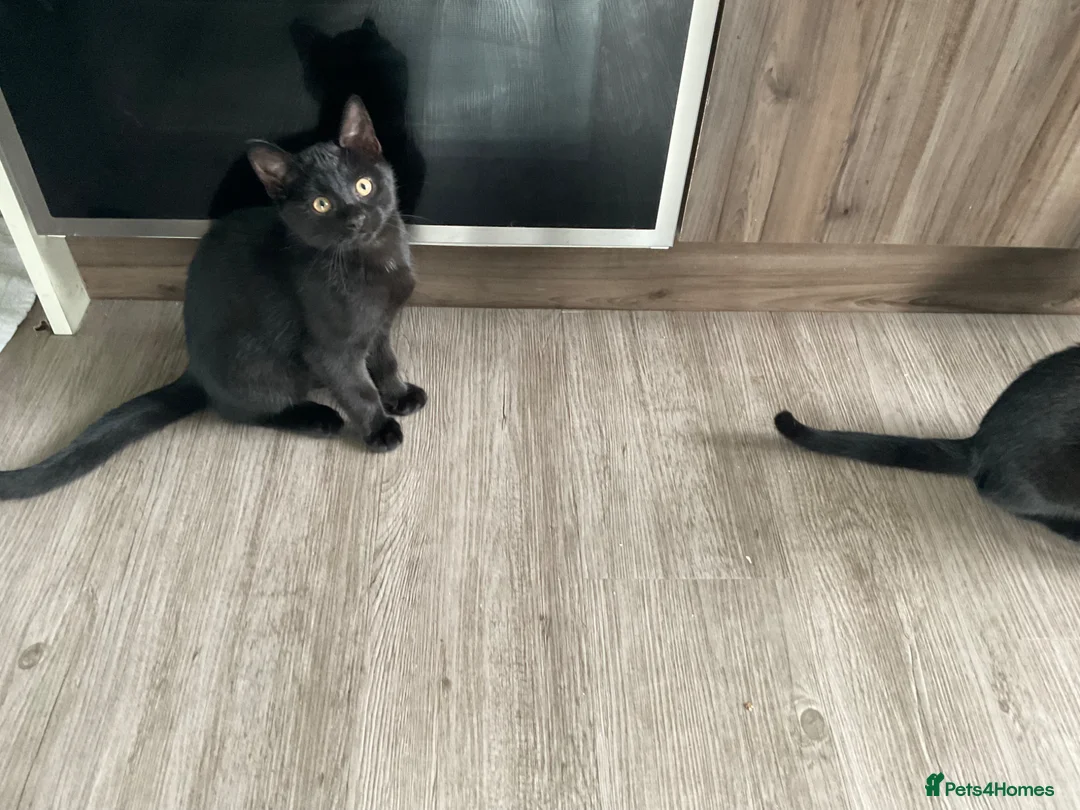 Mixed Breed cats for sale:  Kitten Born on  ** ’s Day ❤️ in Leeds - Advert 2