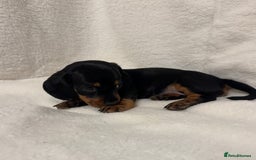 Dachshund dogs for sale: Dachshund puppies are Looking for Homes!  - Image 9