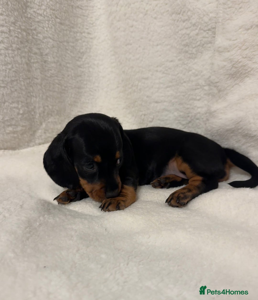 Dachshund dogs for sale: Dachshund puppies are Looking for Homes!  - Image 9