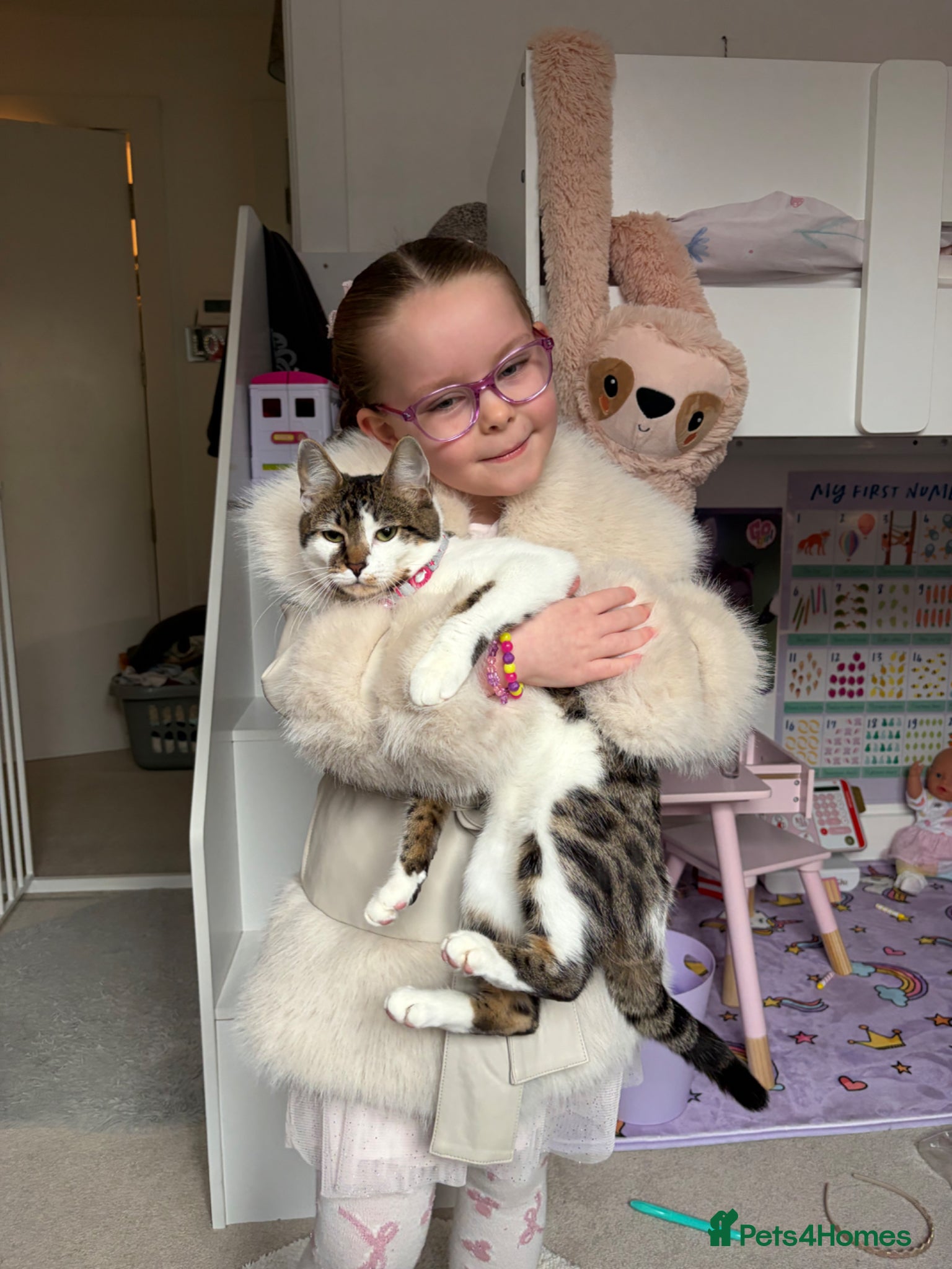 Bengal cats Mixed bengal x rare all white blue eyed .   - Advert 1