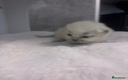 Ragdoll cats for sale: One gorgeous Ragdoll kitten available  - Image 3
