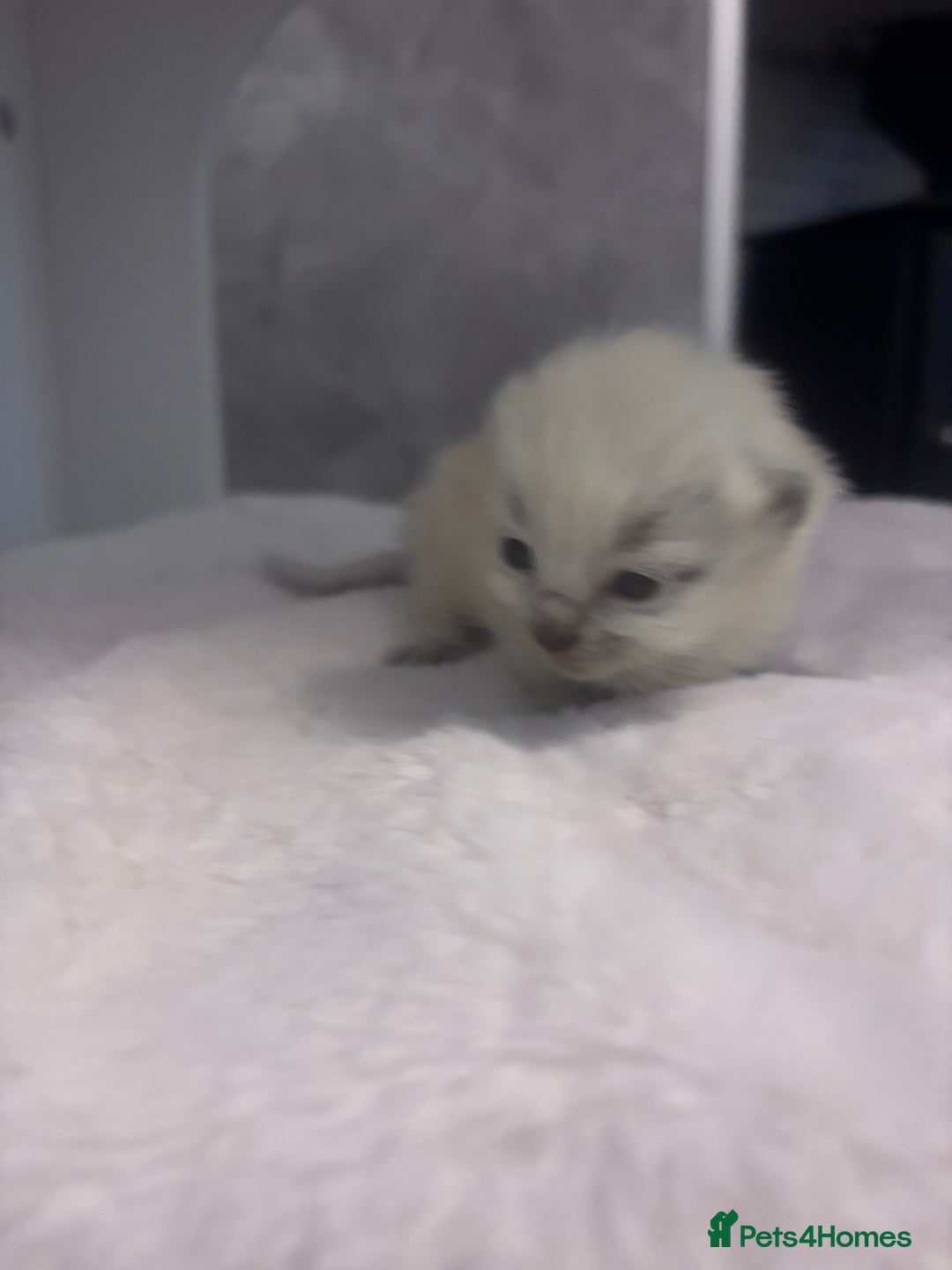 Ragdoll cats for sale: One gorgeous Ragdoll kitten available  - Image 3