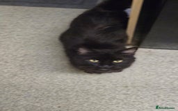 Mixed Breed cats for sale: 2 brothers looking for new forever homes  - Image 5