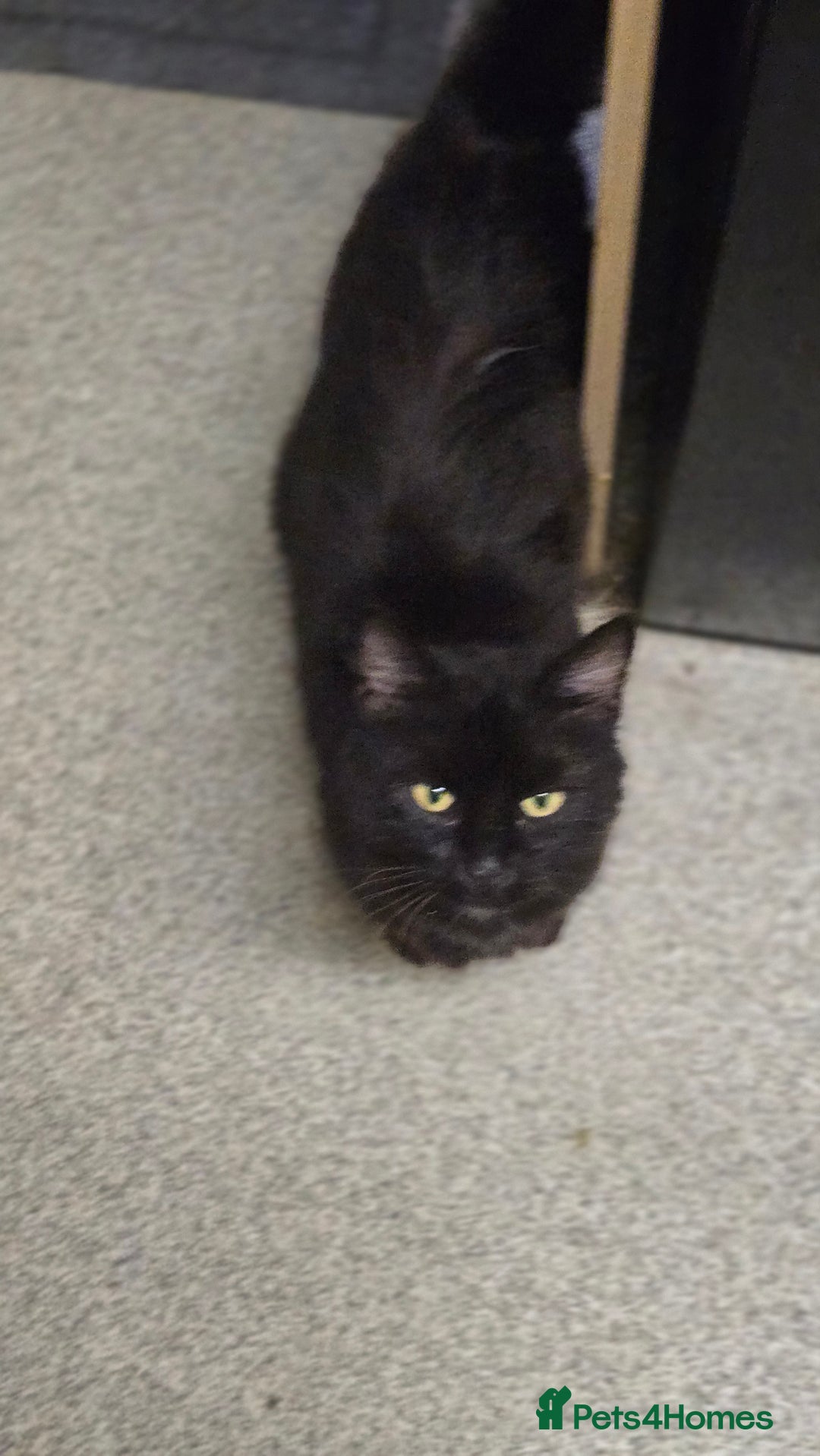 Mixed Breed cats for sale: 2 brothers looking for new forever homes  - Image 5