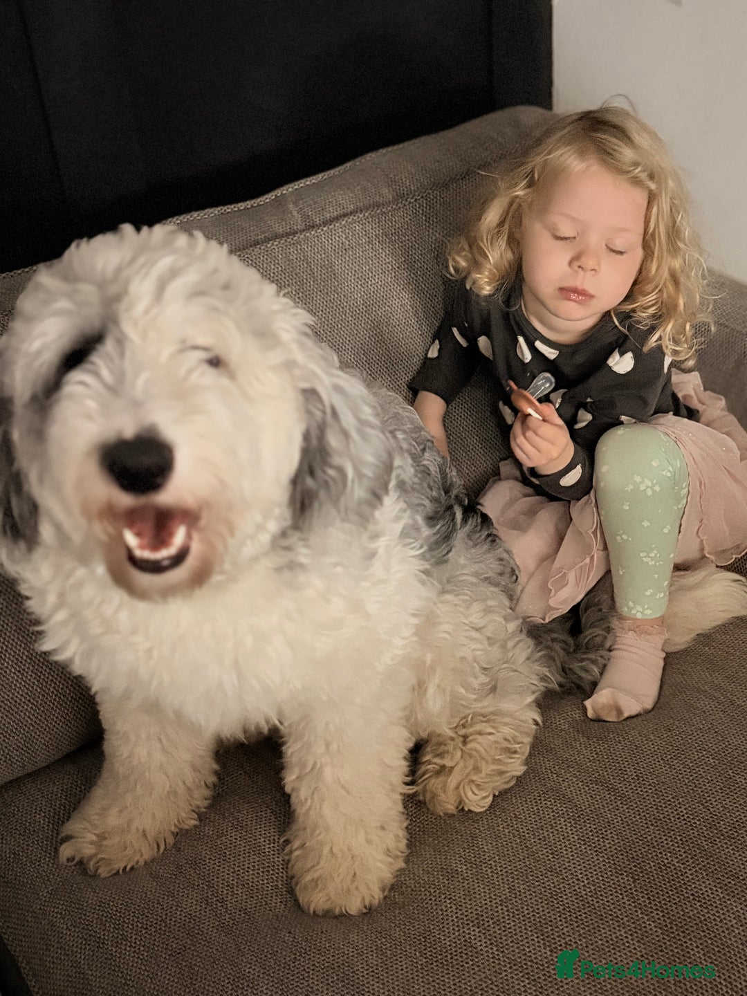 Sheepadoodle dogs for sale: Gorgeous sheepadoodle female  - Advert 2