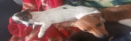 Jack Russell dogs for sale: Jack Russell puppies  - Advert 5