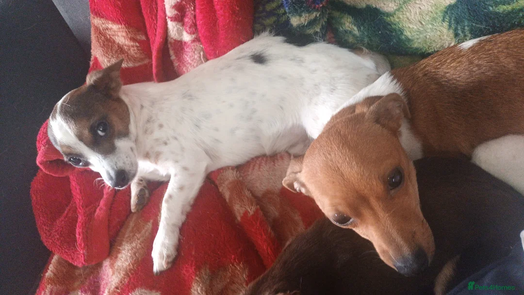 Jack Russell dogs for sale: Jack Russell puppies  - Advert 5