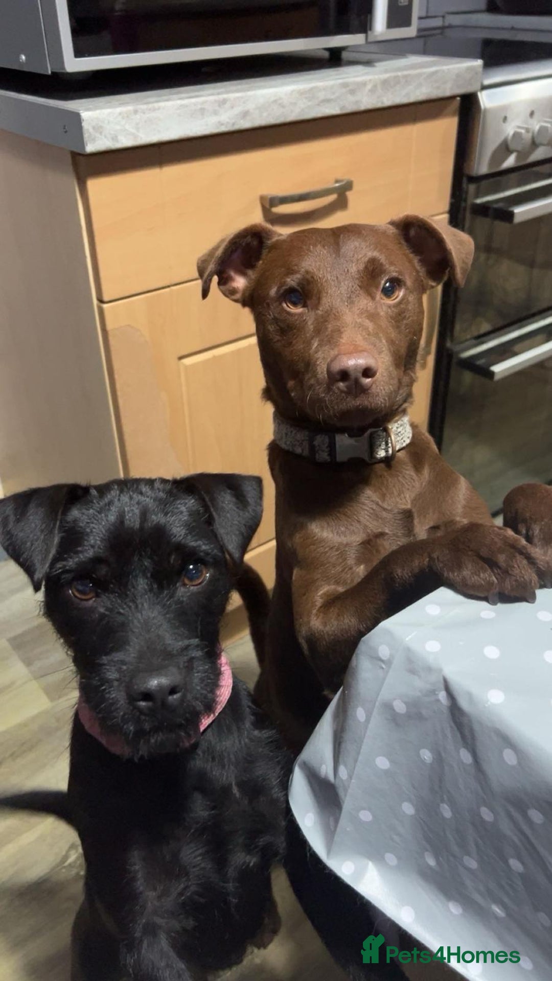 Patterdale Terrier dogs for sale: BEAUTIFUL PATTERDALE TERRIERS FOR SALE  - Advert 17
