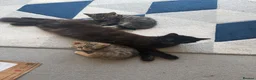 Mixed Breed cats for sale: 3 kittens available now - Advert 9