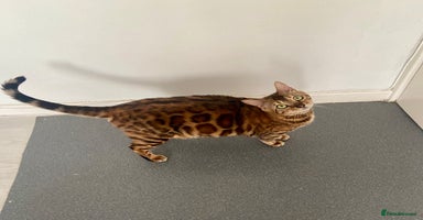 Bengal cats - Advert 6