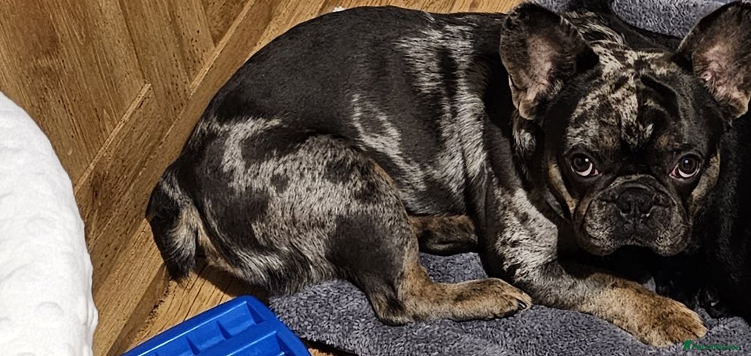 French Bulldog dogs for sale: 4 year old male French bulldog  - Image 2
