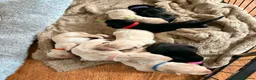 Labrador Retriever dogs for sale: 6x KC Reg Labrador's 3b /3g  2 black 4 Golden - Advert 7