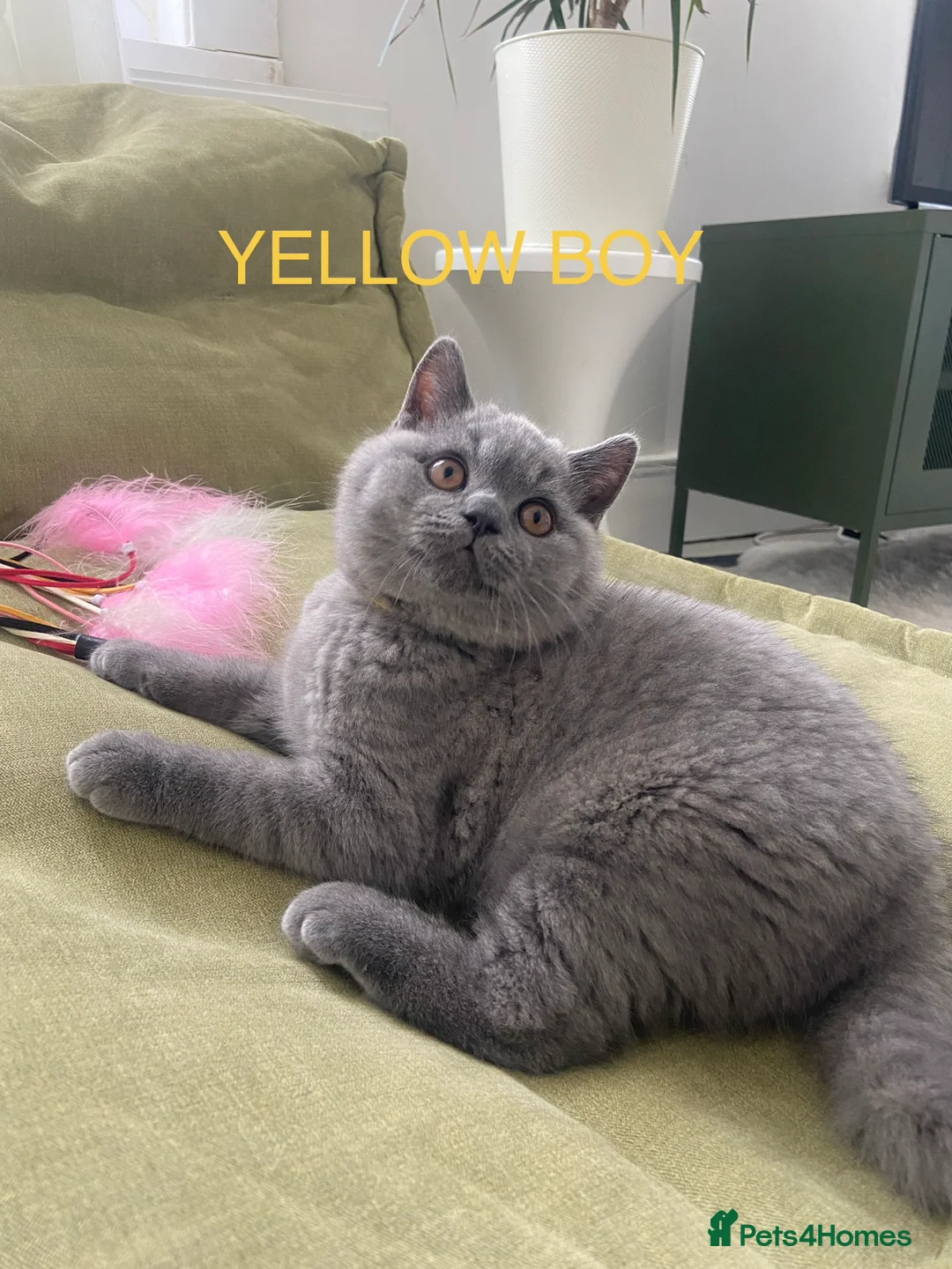 British Shorthair cats for sale: GCCF registered British shorthair kittens  - Advert 12