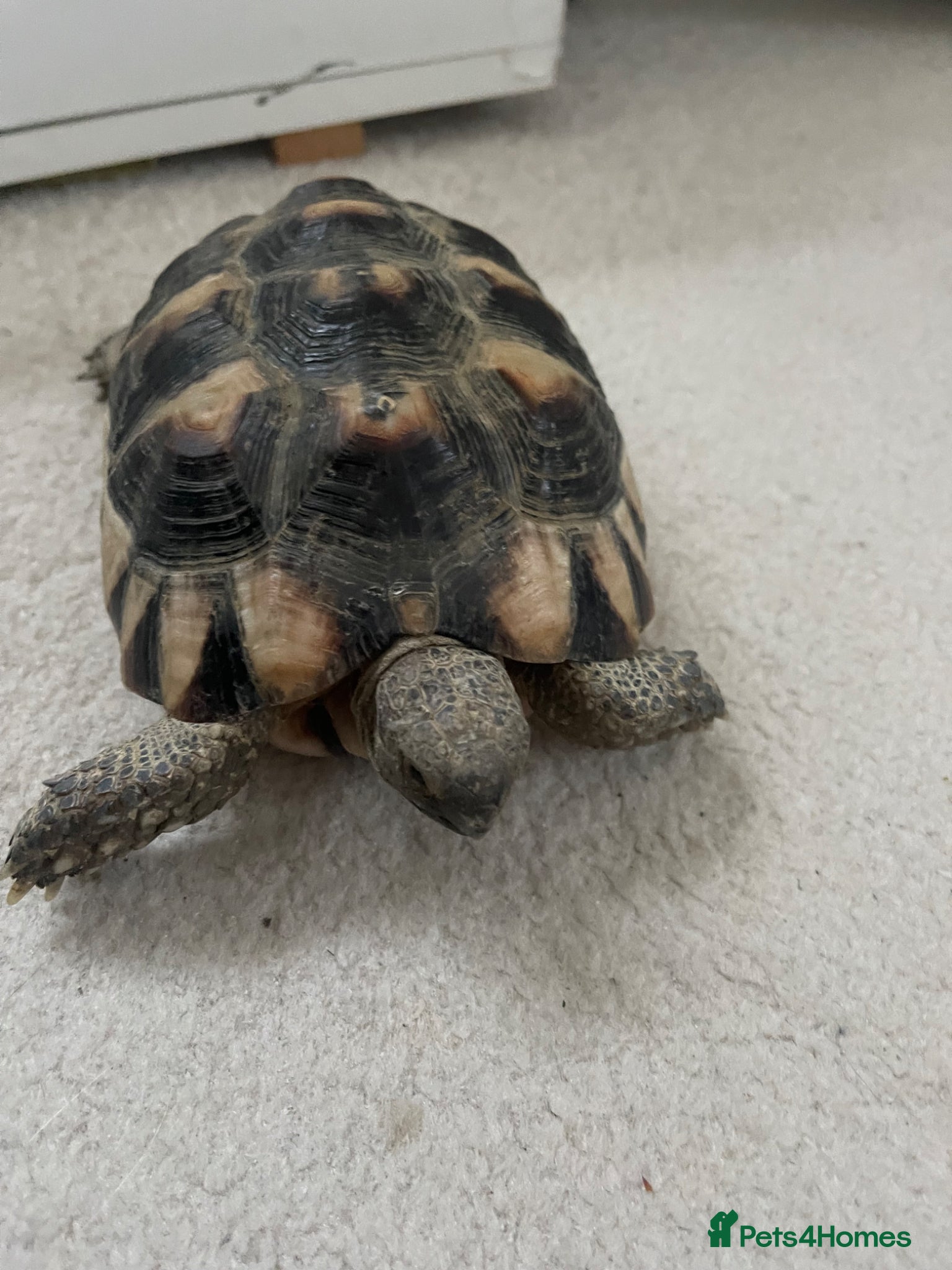 Tortoise reptiles Rehoming tortoise - Advert 1