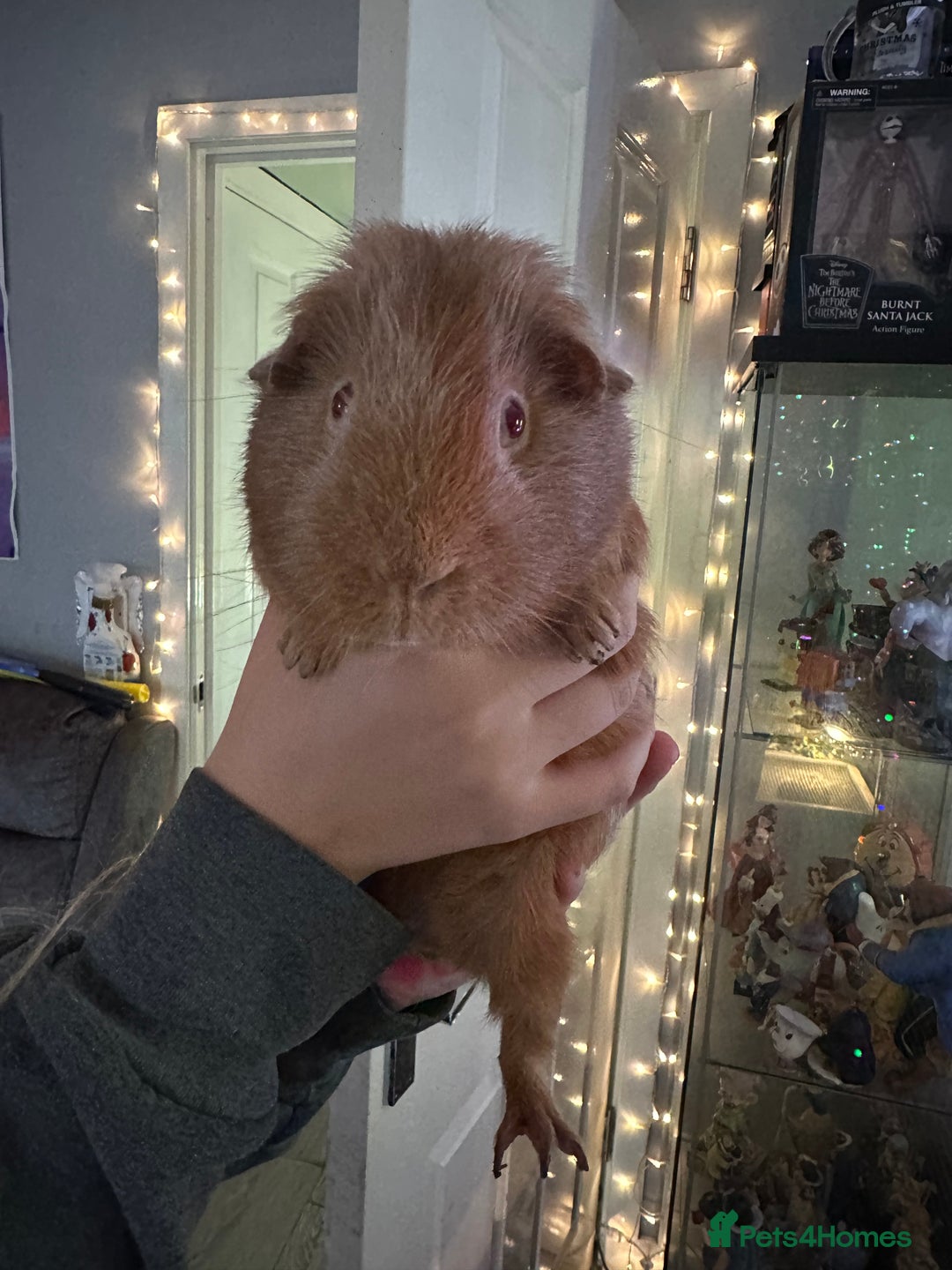 Guinea Pig rodents for sale: 4x Male Guinea pigs - Advert 5