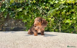 Miniature Dachshund dogs for sale: Long Haired Miniature Dachshunds - READY NOW! - Image 9