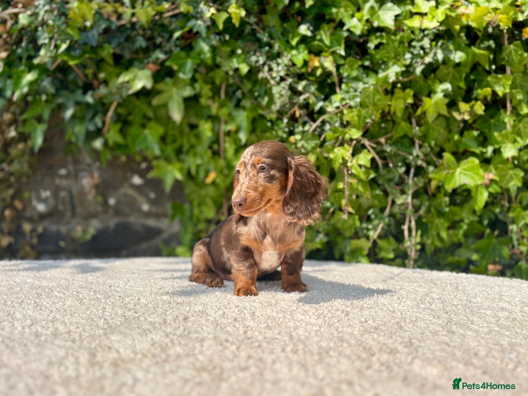 Miniature Dachshund dogs for sale: Long Haired Miniature Dachshunds - READY NOW! - Image 9