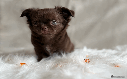 Chihuahua dogs for sale: Long coat chihuahua puppies  - Image 4