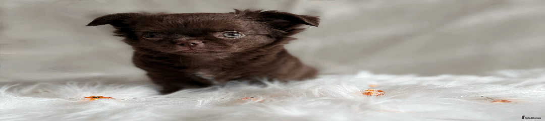 Chihuahua Puppy 2