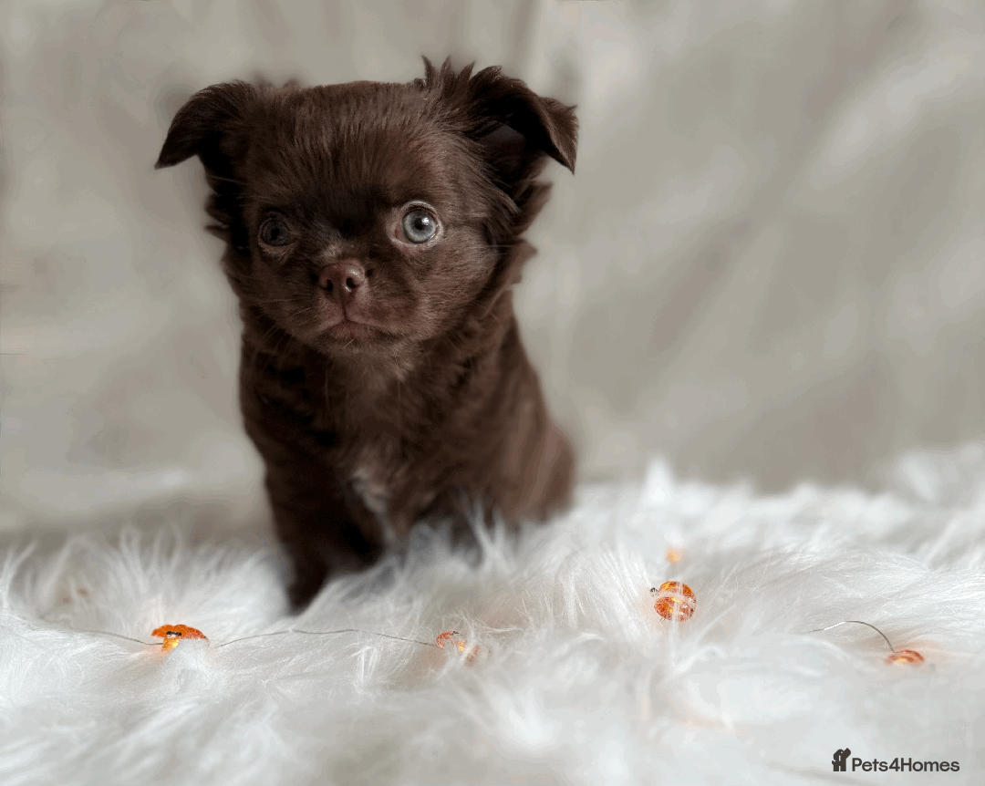 Chihuahua dogs for sale: Long coat chihuahua puppies  - Image 4