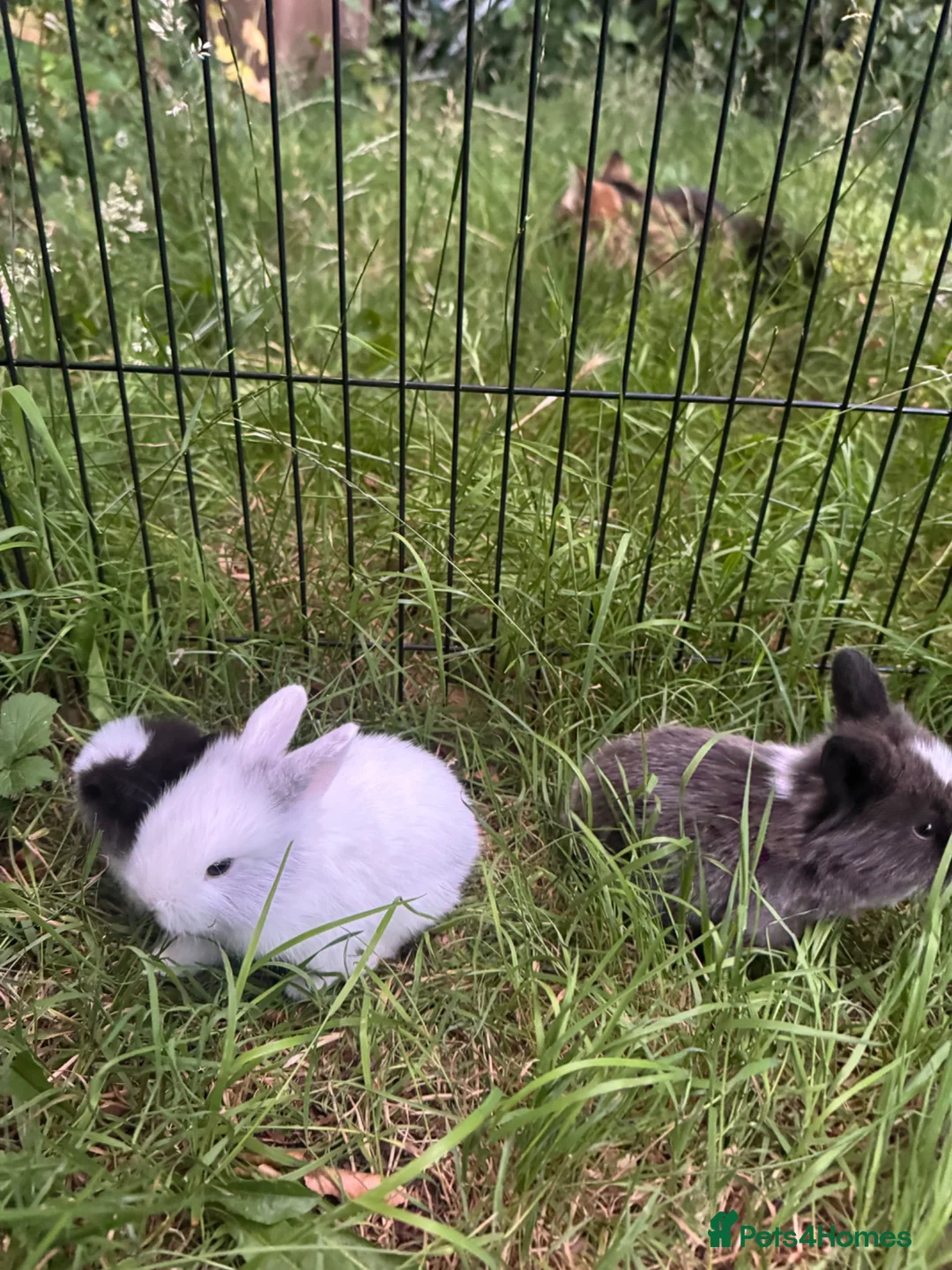 Mixed Breed rabbits for sale: 3 baby rabbits ready for reservation  - Advert 10