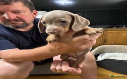 Dachshund dogs for sale: Dachshund puppies  in Driffield - Image 24