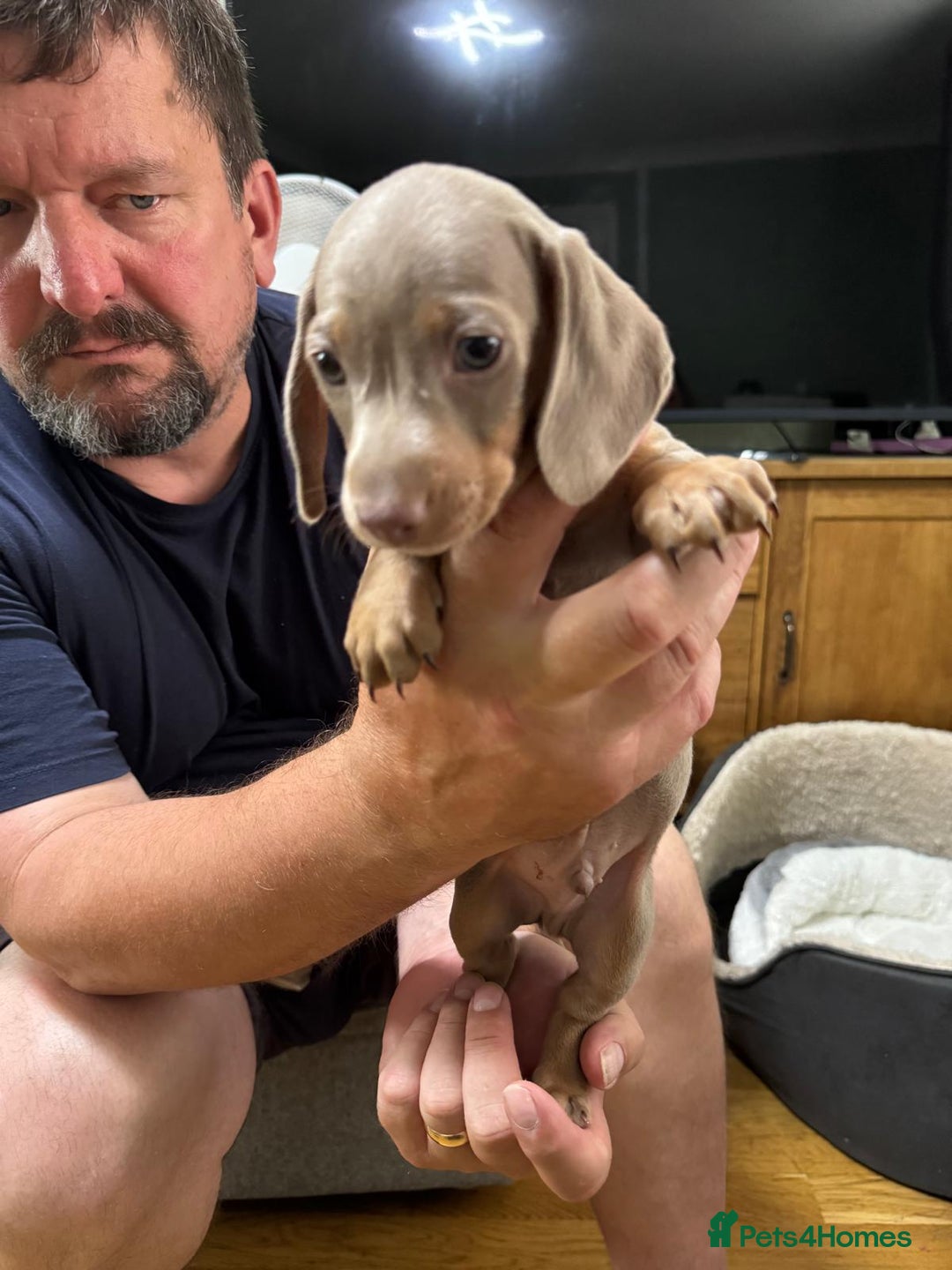 Dachshund dogs for sale: Dachshund puppies  in Driffield - Image 24