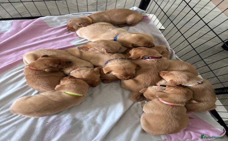 Labrador Retriever dogs - Advert 1