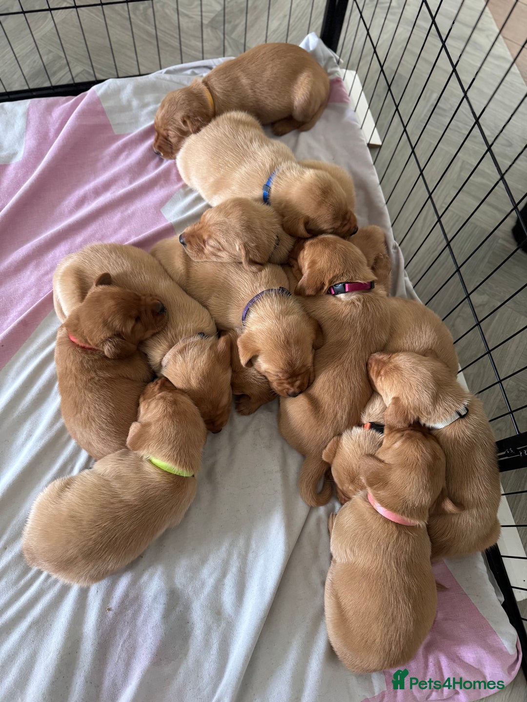 Labrador Retriever dogs for sale: Fox Red litter born 5th August - Image 1