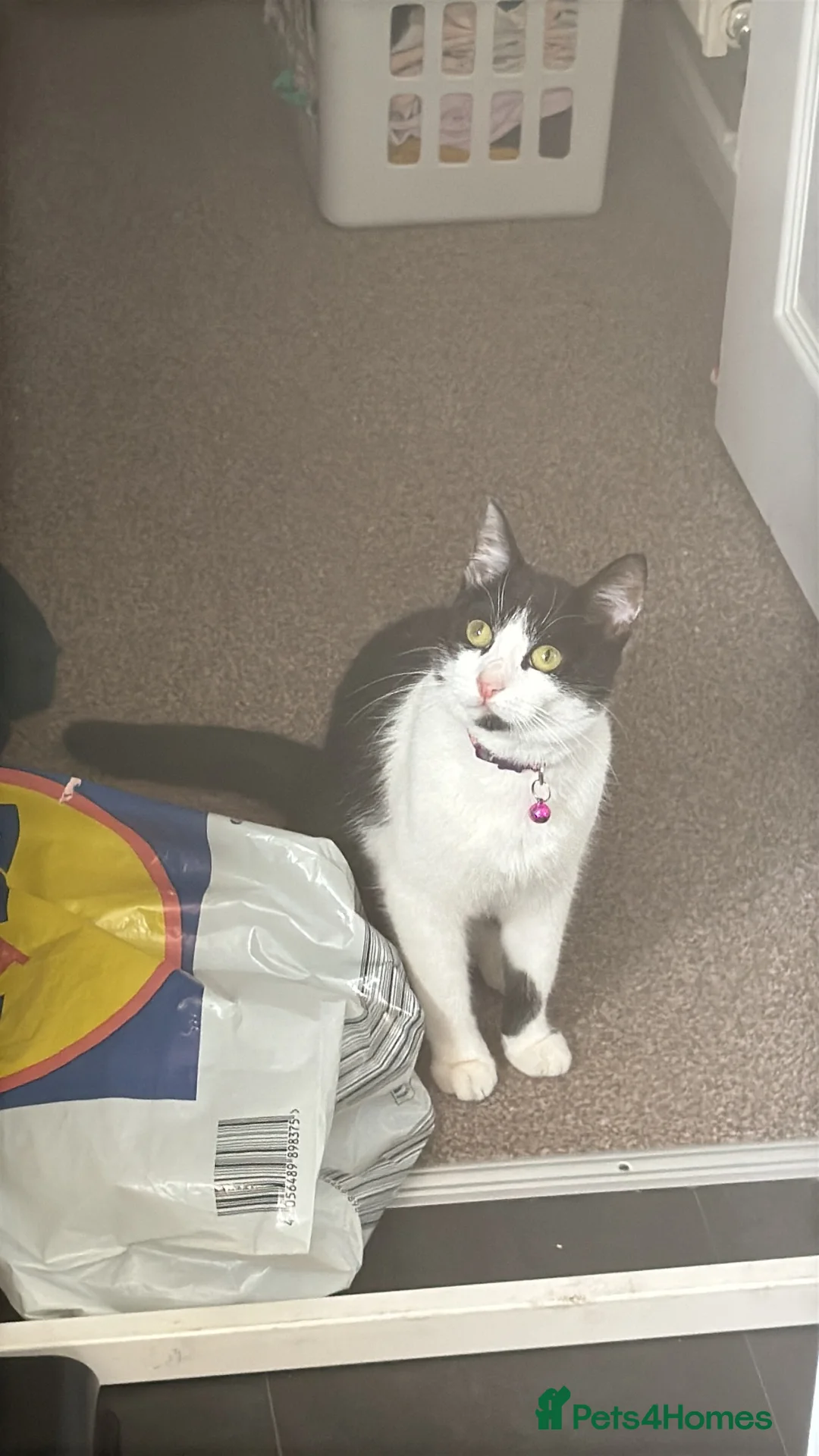 Domestic Shorthair cats for sale: Beautiful 1 yr Female Cat Looking 4 a Loving Home in Aylesbury - Advert 2