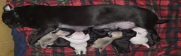Pug dogs for sale: PUG PUPPIES Kennel Club registered - Advert 15