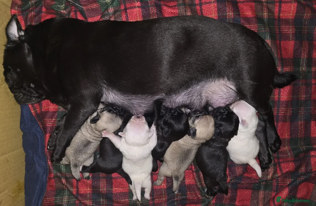 Pug dogs for sale: PUG PUPPIES Kennel Club registered - Advert 15