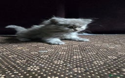 Ragdoll cats for sale: Ragdoll Kittens For Sale - Image 24