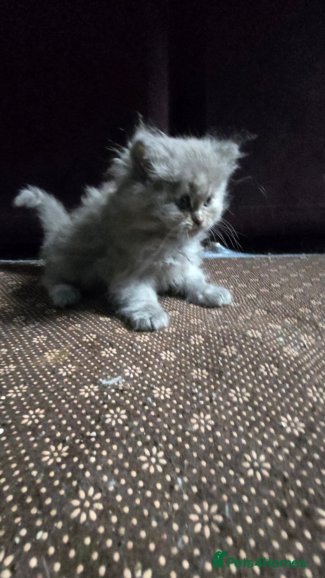 Ragdoll cats for sale: Ragdoll Kittens For Sale - Image 24