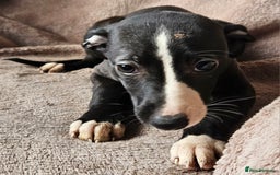 Whippet dogs for sale: **Ready now**KC HEART AND HEALTH TESTED WHIPPETS - Image 12