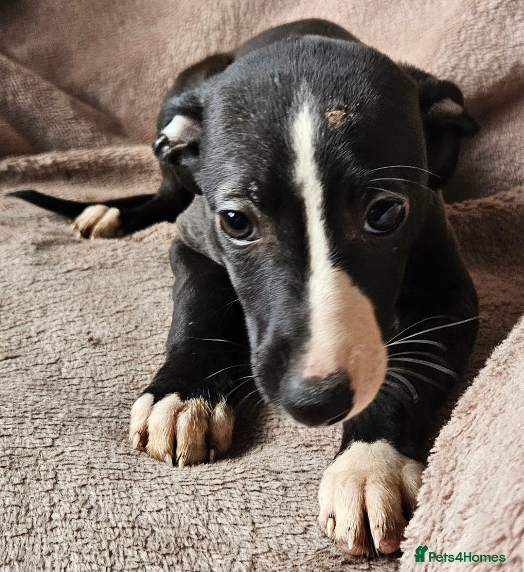 Whippet dogs for sale: **Ready now**KC HEART AND HEALTH TESTED WHIPPETS - Image 12