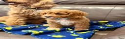 Cavapoo dogs for sale: Exceptional F1 Toy Cavapoos-Health Tested Parents - Advert 23