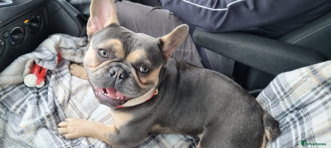 French Bulldog dogs for sale: Male french bulldog - Image 3
