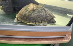 Turtle reptiles for sale: Razor Backed Musk Turtle - Image 5